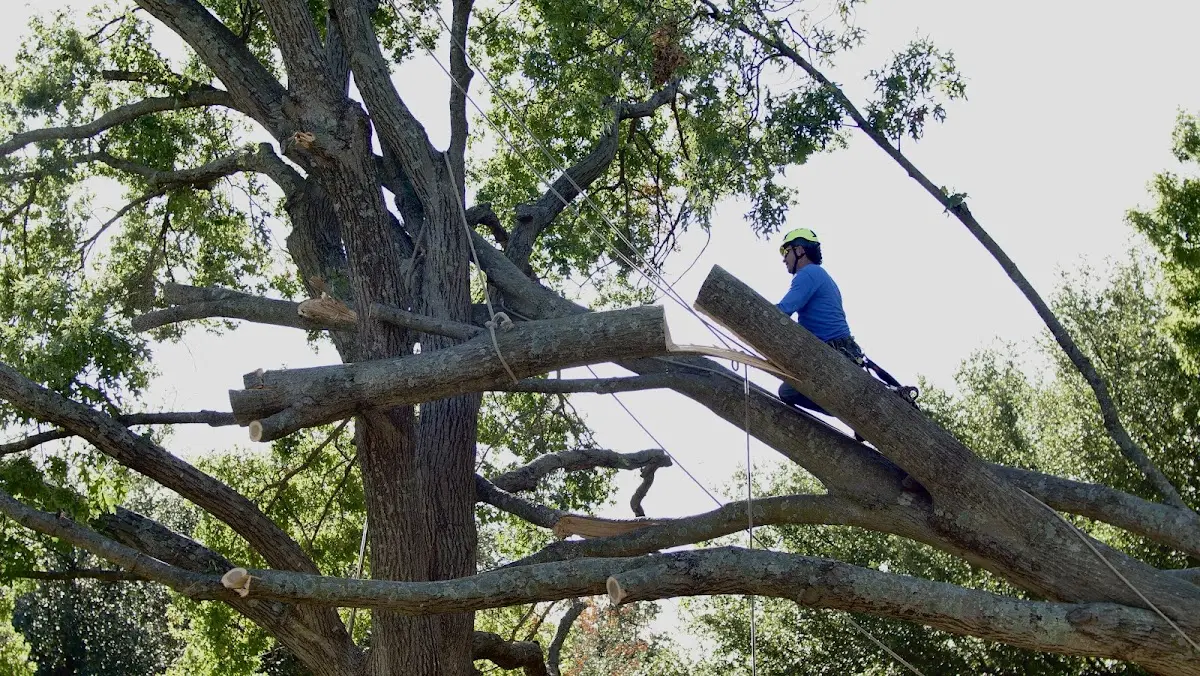 Professional Crown Thinning performed by certified arborists in Hilton Head Island
