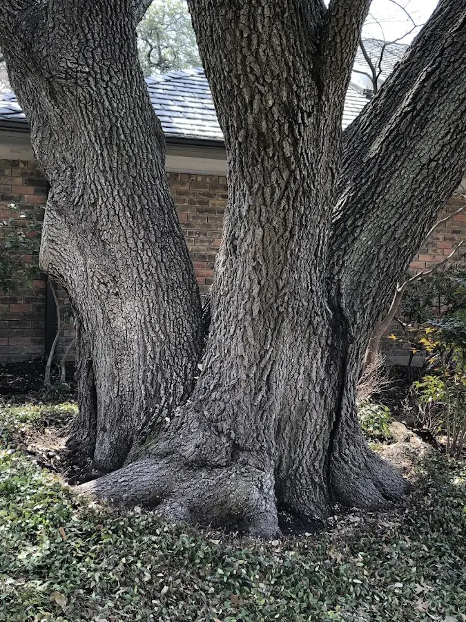Mature heritage tree close to a Hilton Head Island property cared for by certified arborists